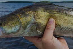walleye fishing articles