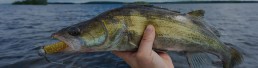 walleye fishing articles