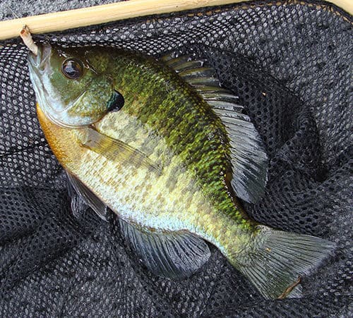 Long Spawning Season for Reelfoot's Big Bream - MidWest Outdoors