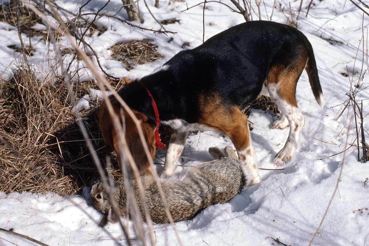 beagle hunting gear