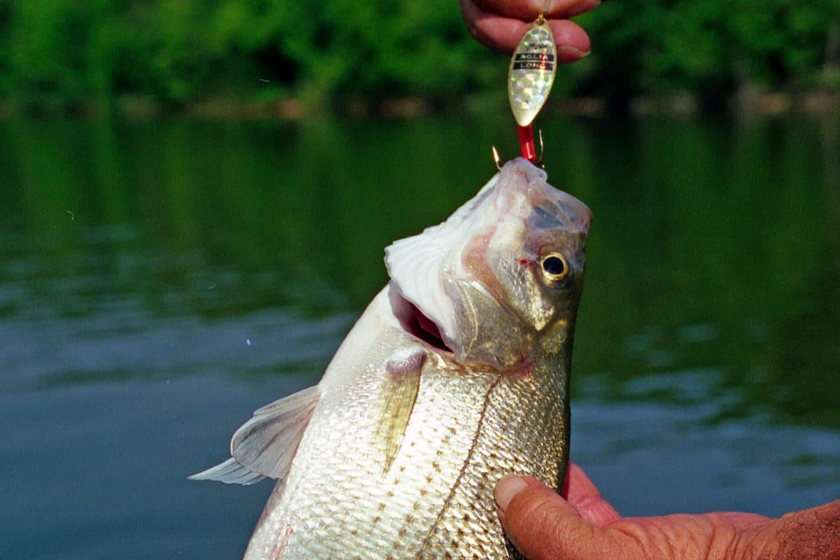 White bass fishing lures and tips