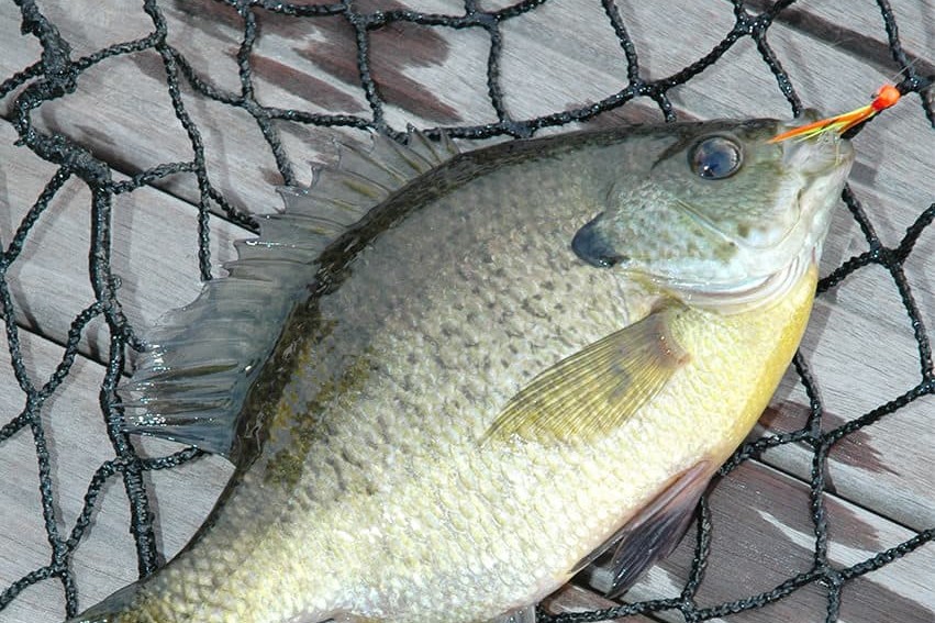 Try Ice Flies for Late-summer Panfish - MidWest Outdoors