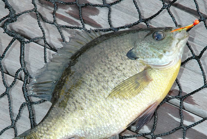 Ice Fishing a Hot Tactic for Big Summer Panfish - MidWest Outdoors