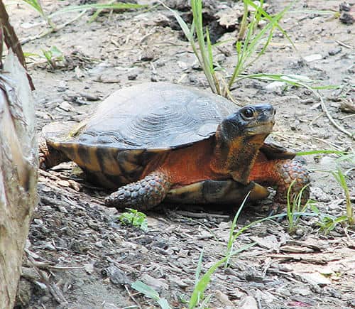 Easy to Catch, Tasty on the Table, Snapping Turtles Abound - MidWest  Outdoors