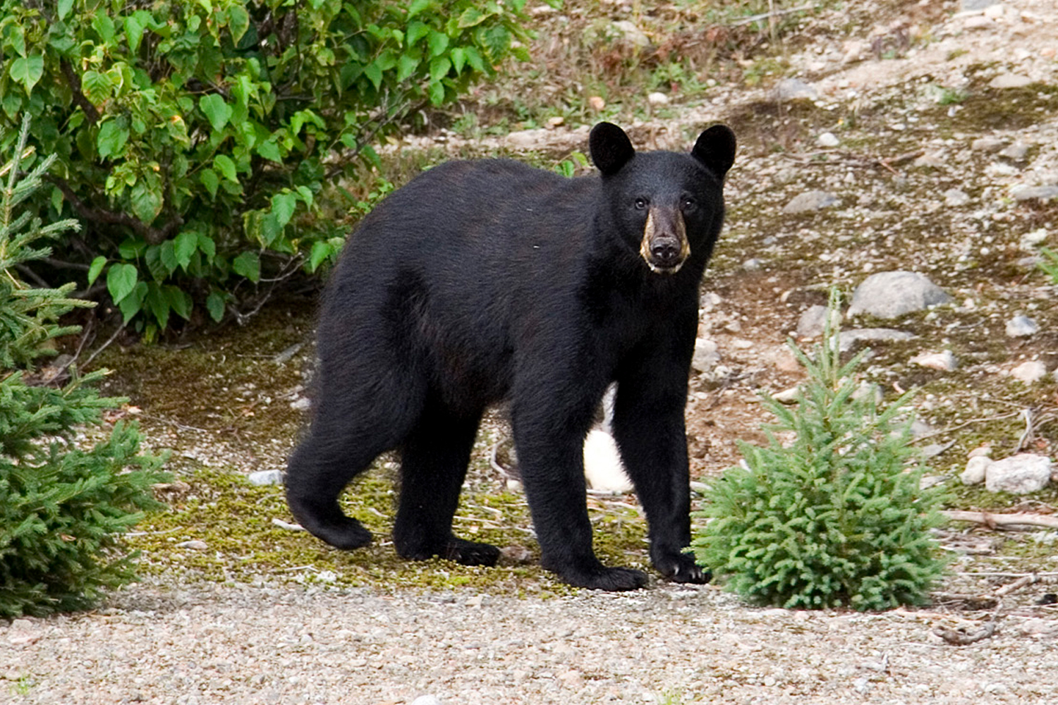 В африке живут медведи. Барибал медведь. Американский черный медведь Барибал. Медведь Барибал Северной Америки. Барибал и бурый медведь.