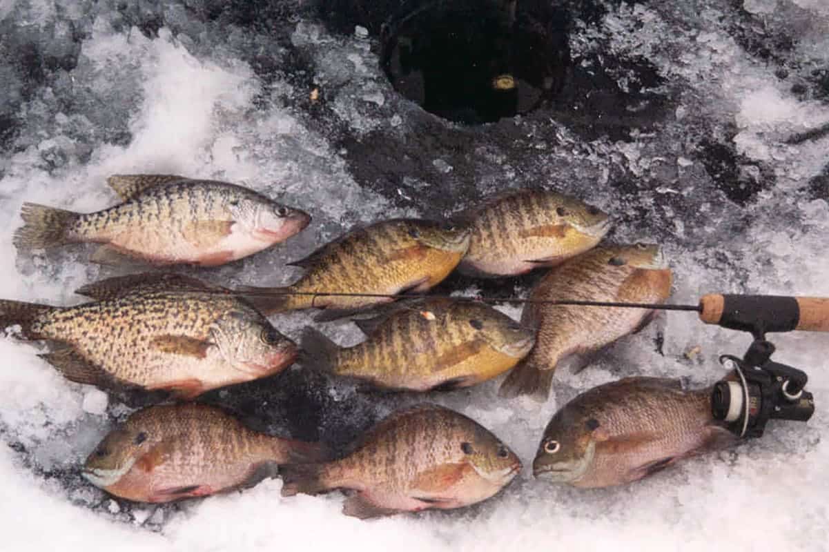 Late Ice Fishing Panfish Tactics