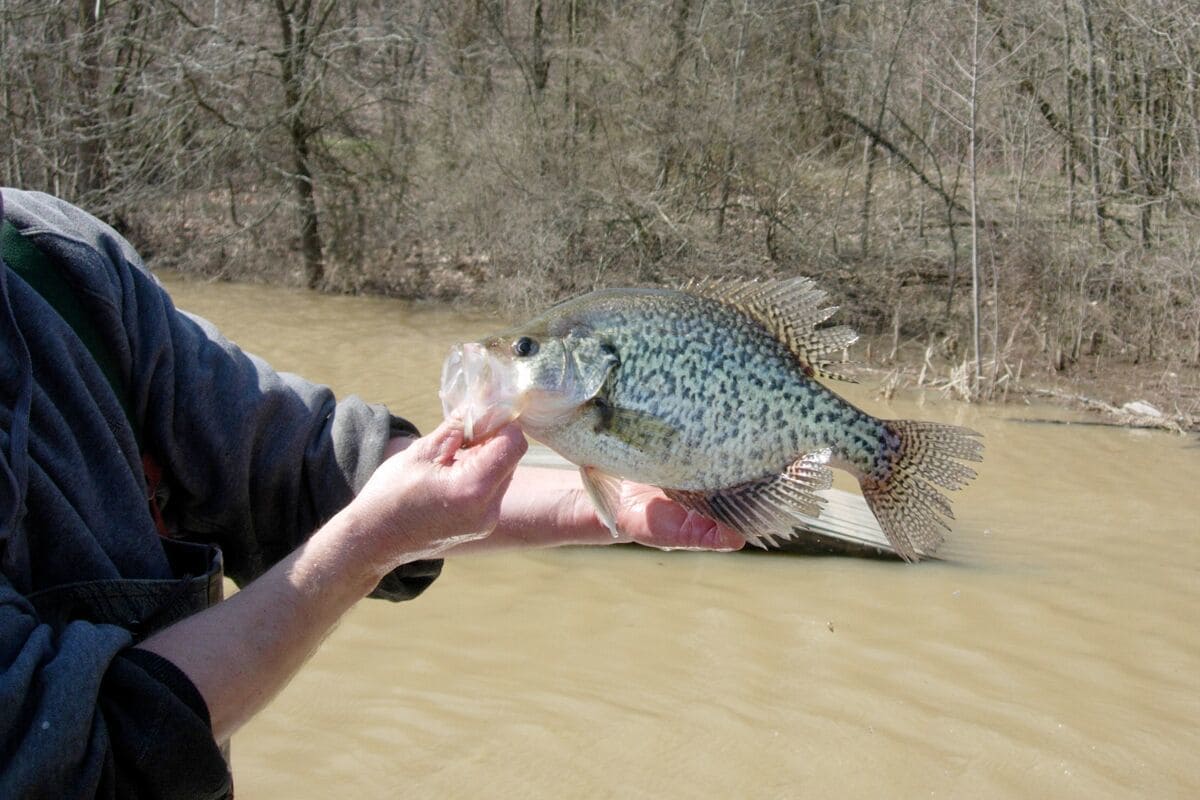 Water Temperatures Lead to Crappie Success - MidWest Outdoors