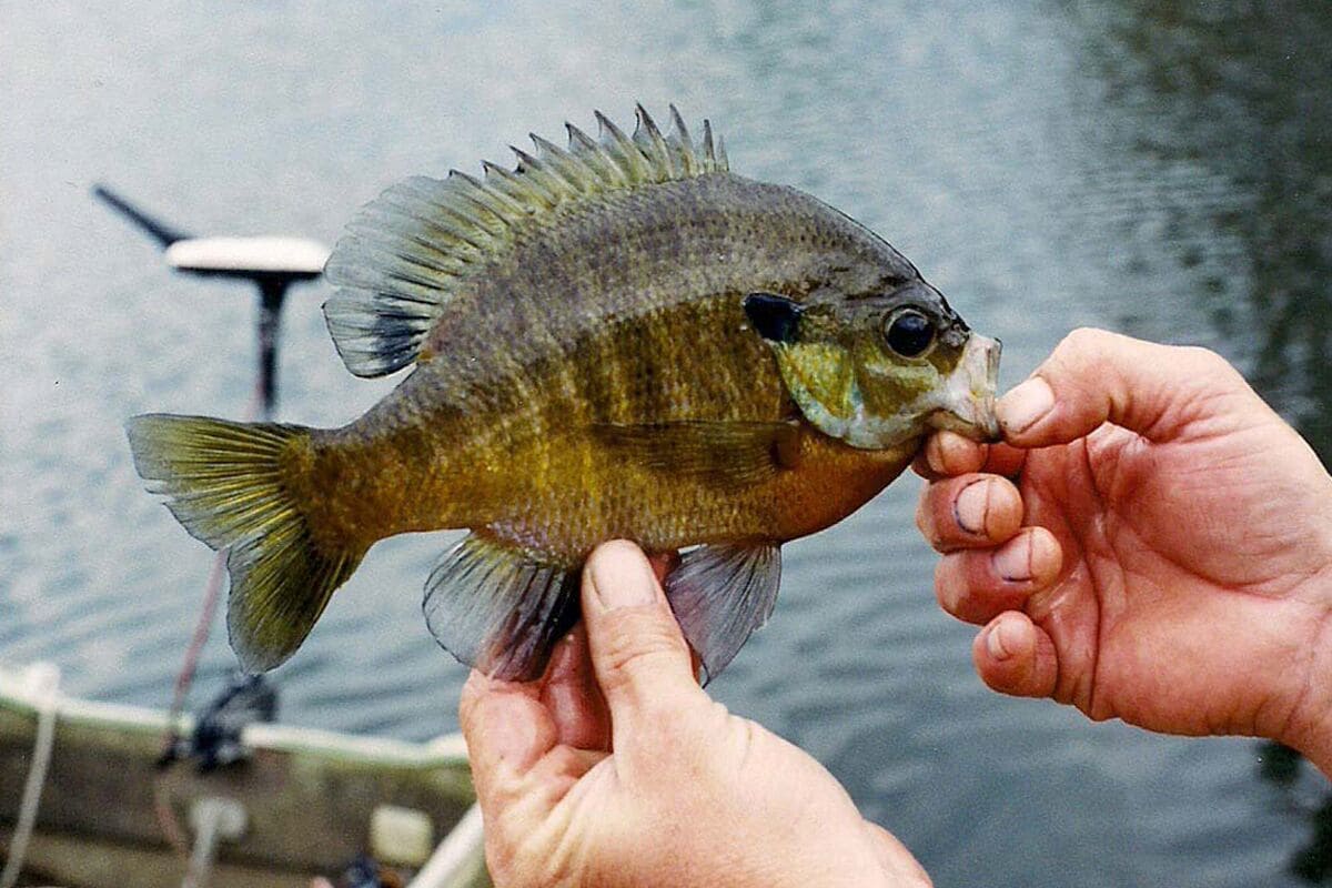 Using the Gulp Minnow at the lake - catching bluegill for catfish bait. 