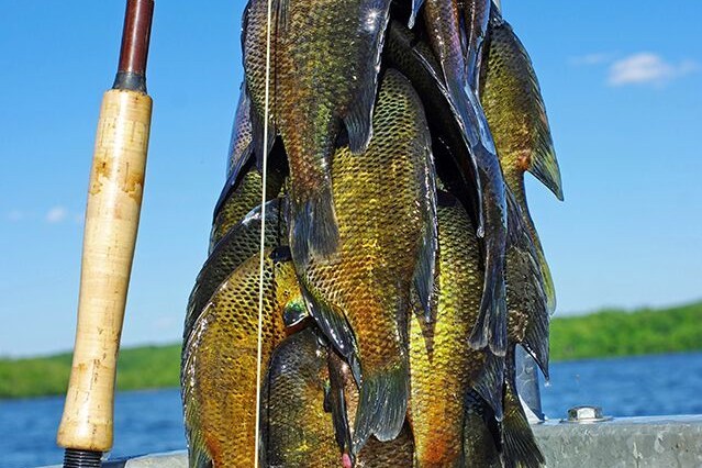 Fly Fishing for Big Bluegills: Be Ready to 'Get Down' - MidWest