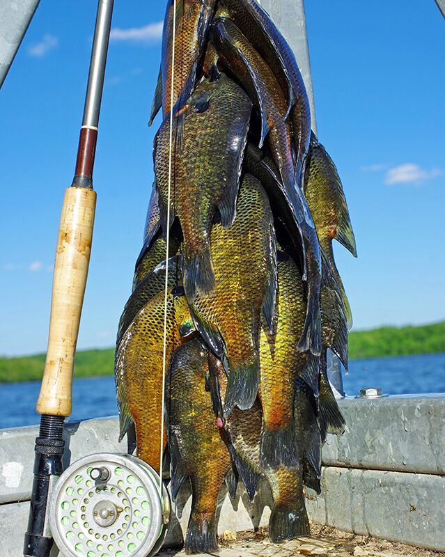 Fly Fishing Illinois Bluegills: Can You Get Down with It