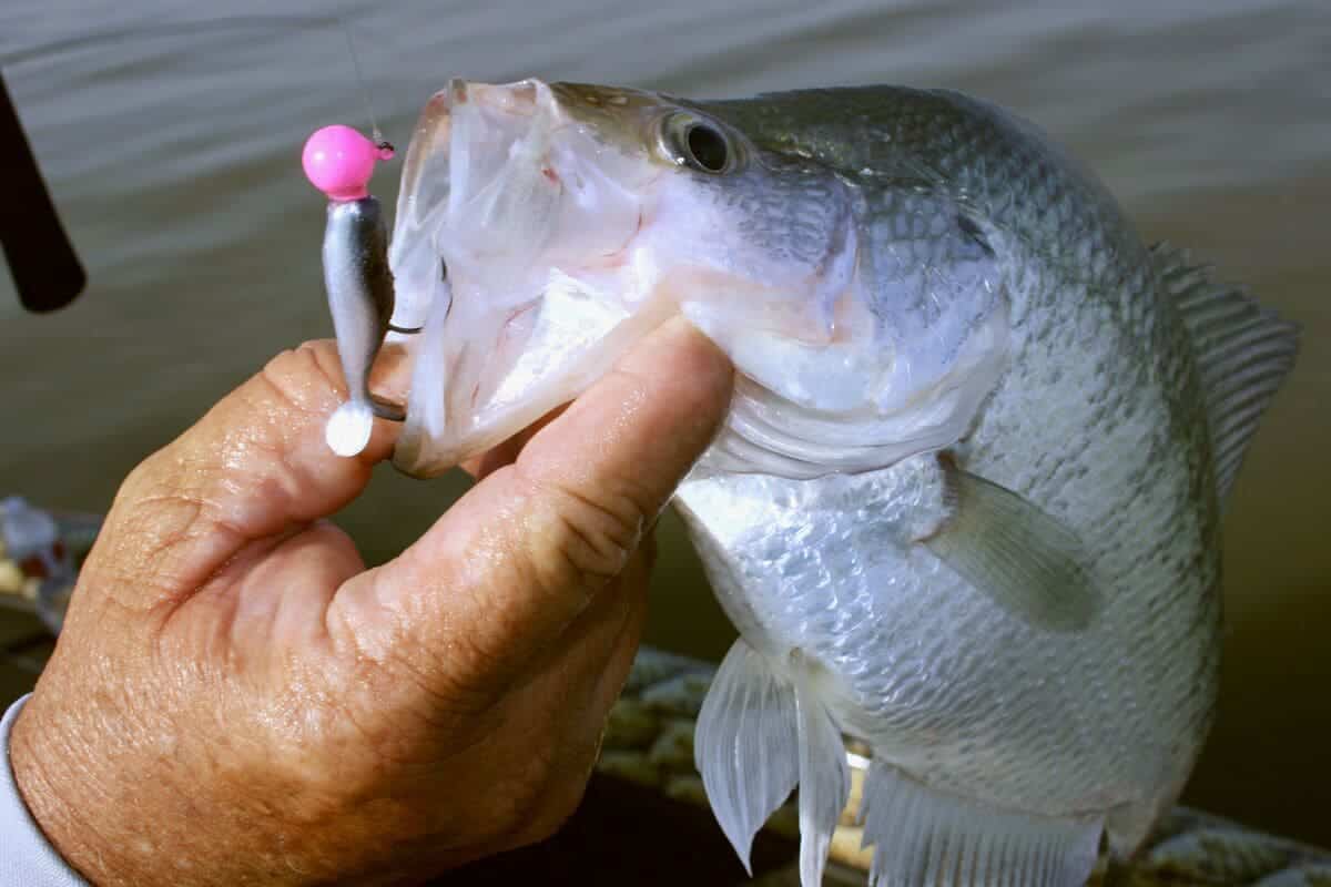 Stay on Crappies During Post-spawn Transition - MidWest Outdoors