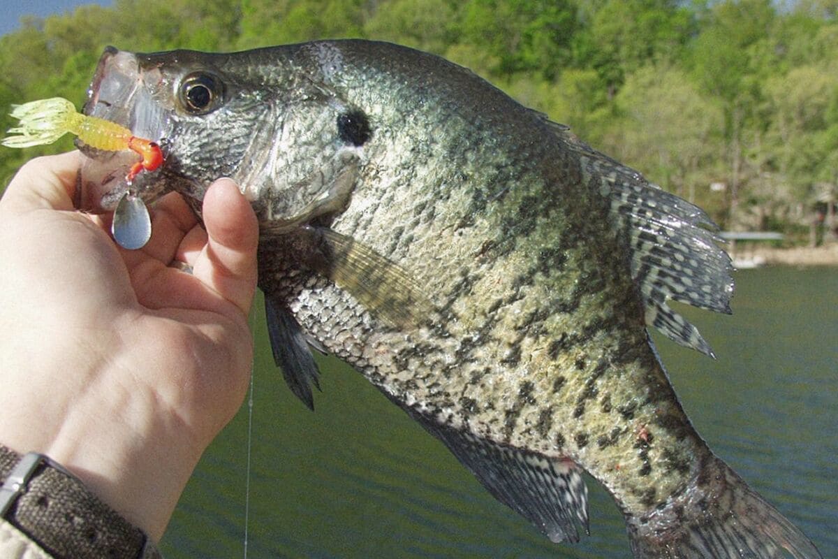 Crappie Time in the Ozarks - MidWest Outdoors