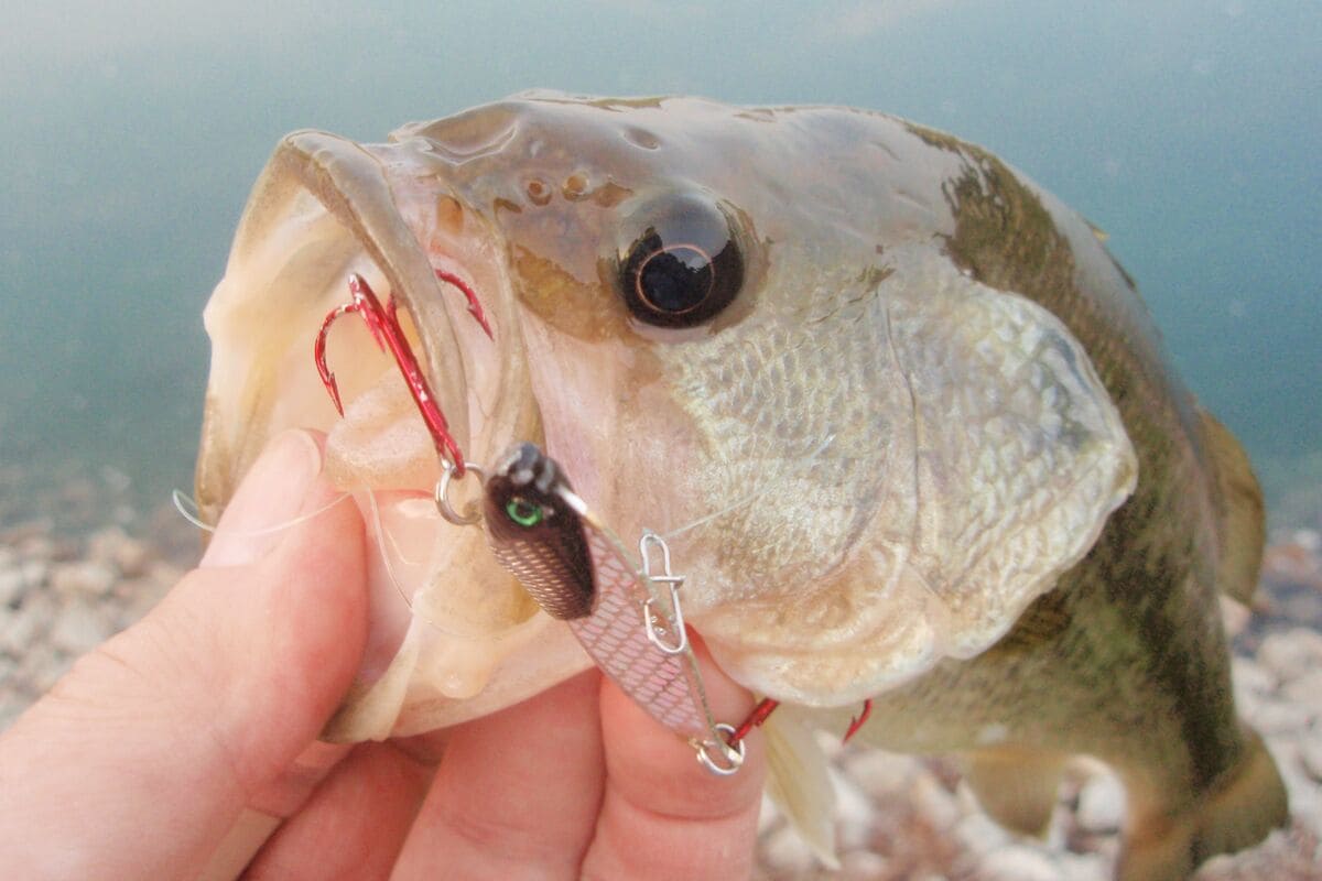 Sharpen Up On Blade Baits On The Water