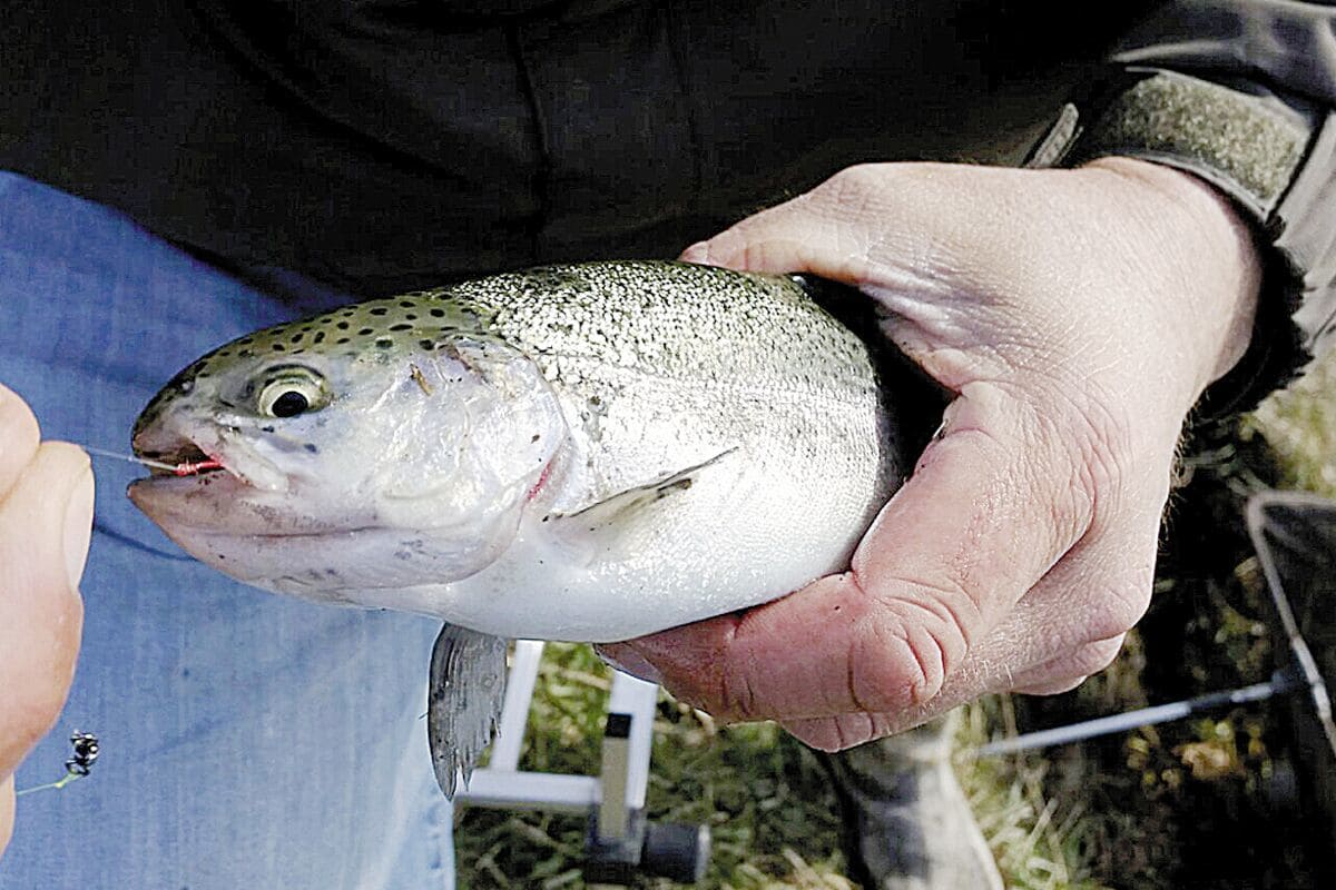 How to fish with live bait for trout 