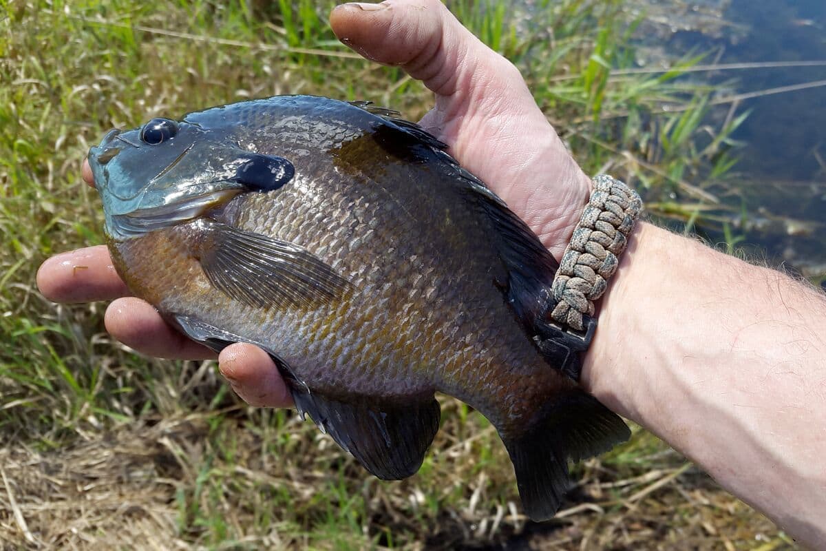 Spring is the Time for Big Bluegills - MidWest Outdoors