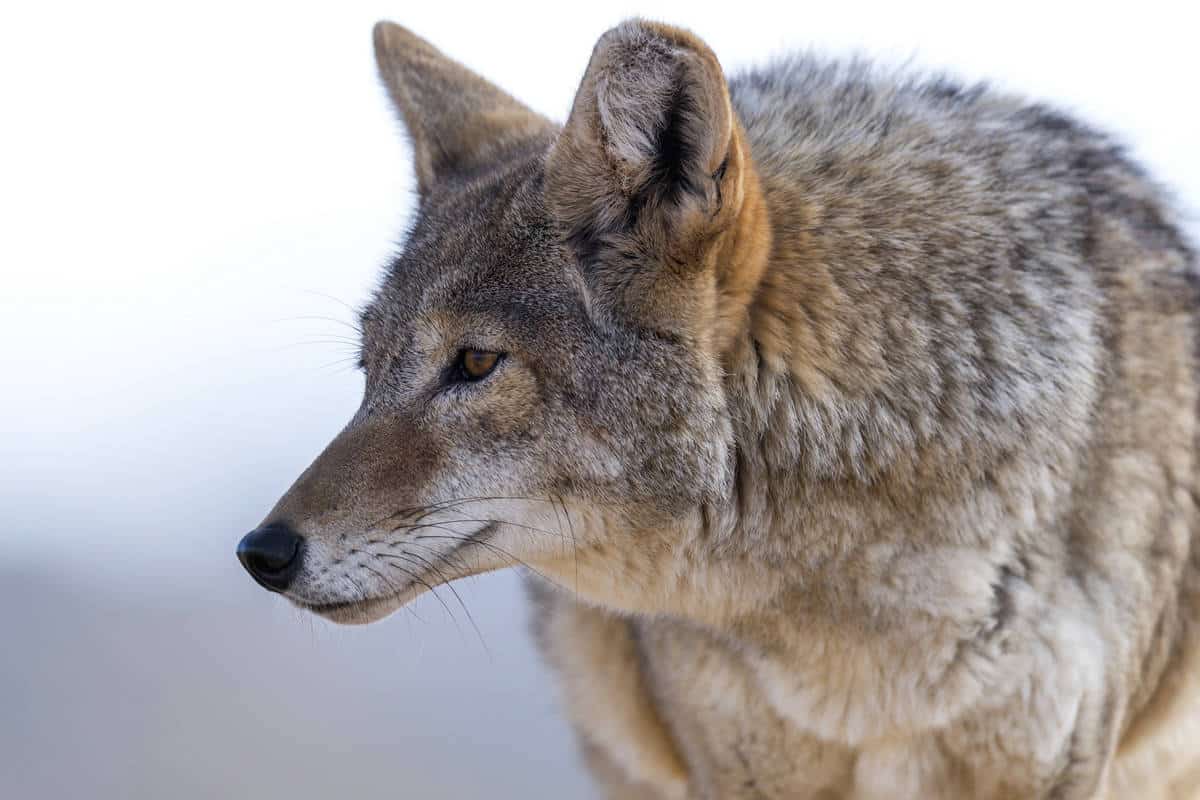 Coyotecalling Nuances MidWest Outdoors