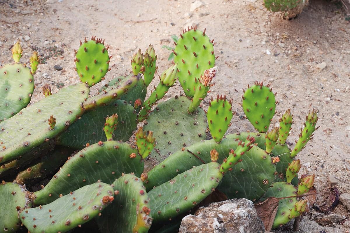 Golden Eagles, Sturgeons, & the Elusive Midwestern Cactus - MidWest ...