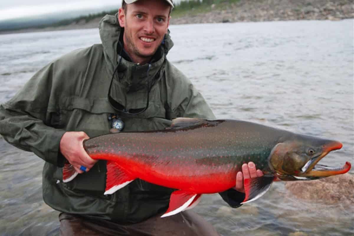 Tree River Arctic Char - Fly Fisherman