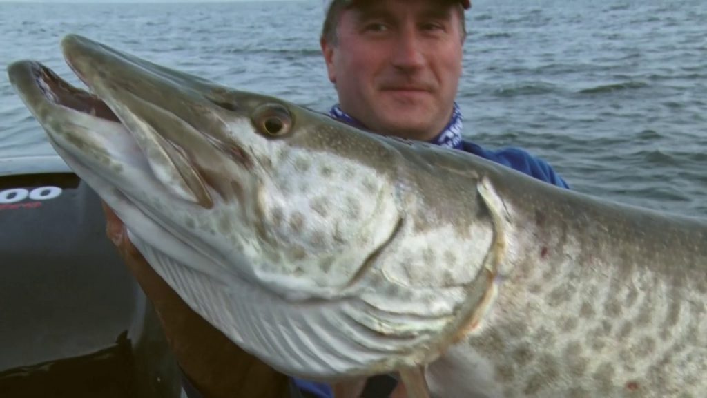 Green Bay Muskie Fishing Video, Big Muskies