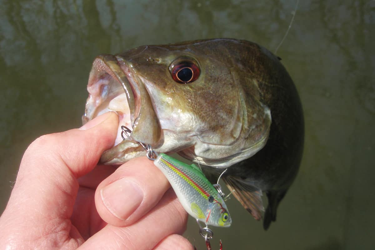Smallmouth Fishing is Great in April - MidWest Outdoors