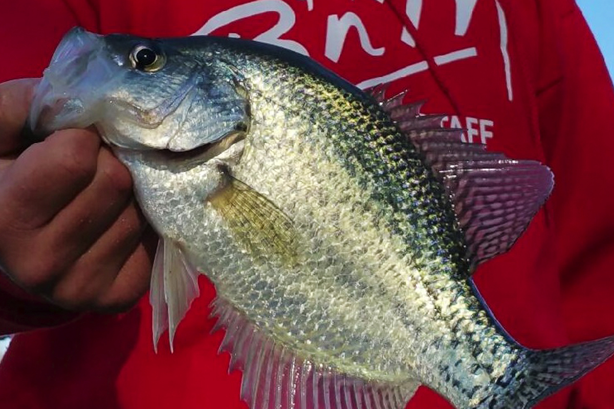 Chasing Westwood Run Crappies - MidWest Outdoors