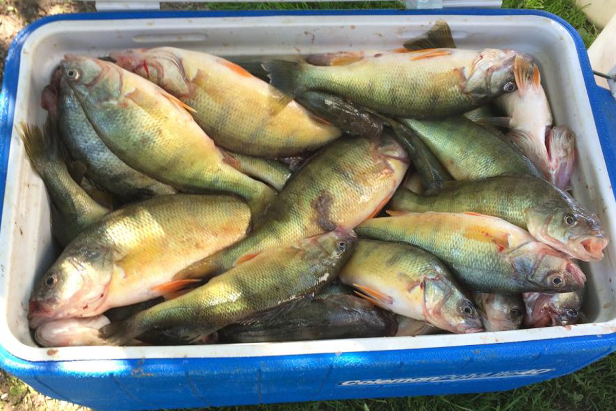 2017 Erie Perch Fishing Forecast: 'Go West' - MidWest Outdoors
