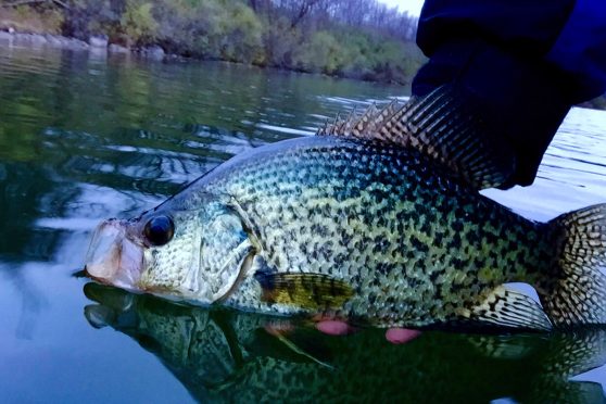 Crappie season heats up on Lake Seminole - The Post-Searchlight