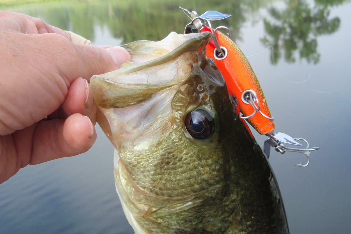 Should You Fish or Store Your Old Favorite Lures? - MidWest Outdoors