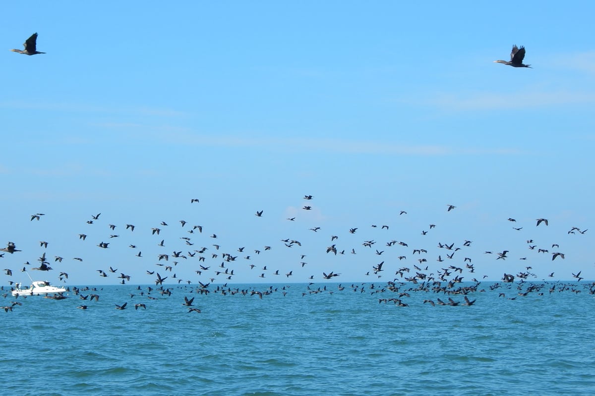 Cormorants Spared this Spring from Ohio Culls MidWest Outdoors