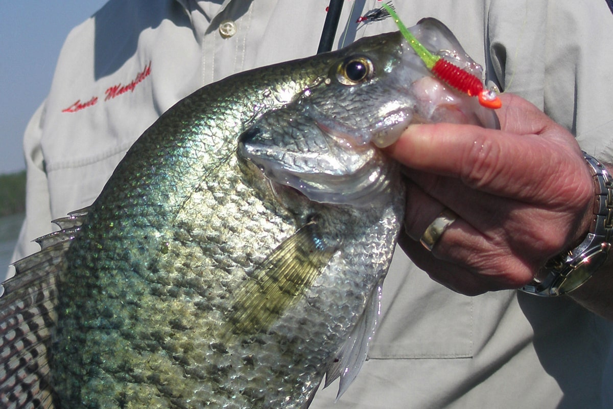 Serious Summer Weed Crappie Patterns - MidWest Outdoors