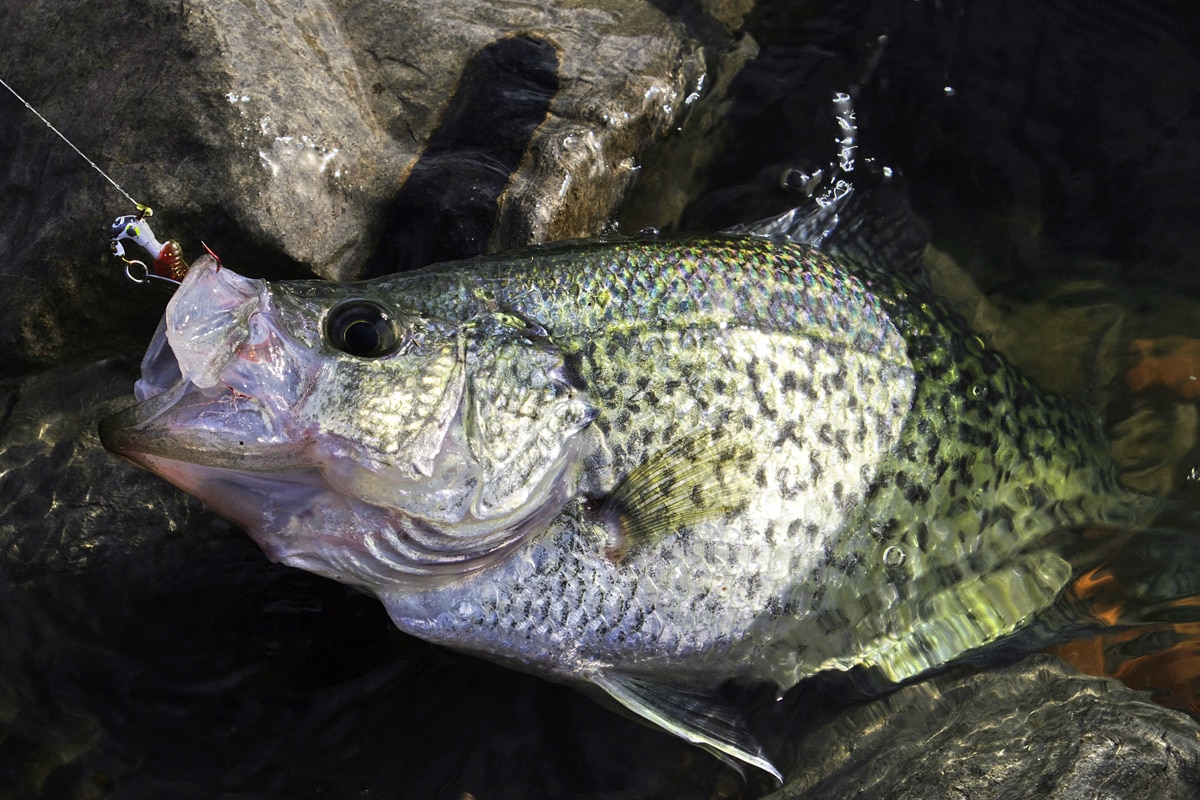 Casting for Crappie