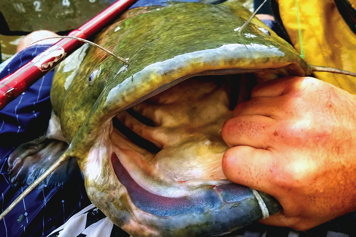Landing Freshwater and Saltwater River Monsters - MidWest Outdoors