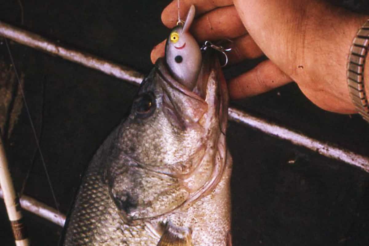 Ohio S Top Five Bass Hotspots Midwest Outdoors
