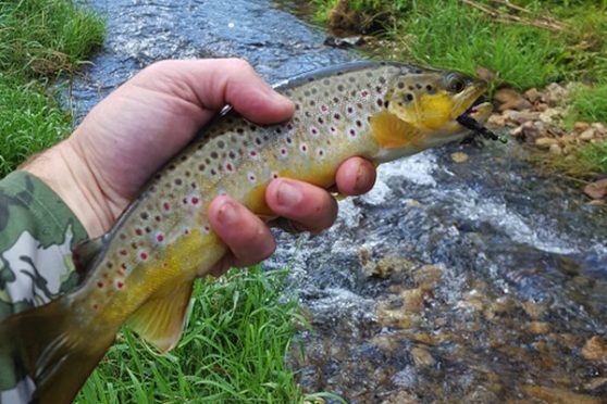 Getting started on trout fishing in the Driftless.