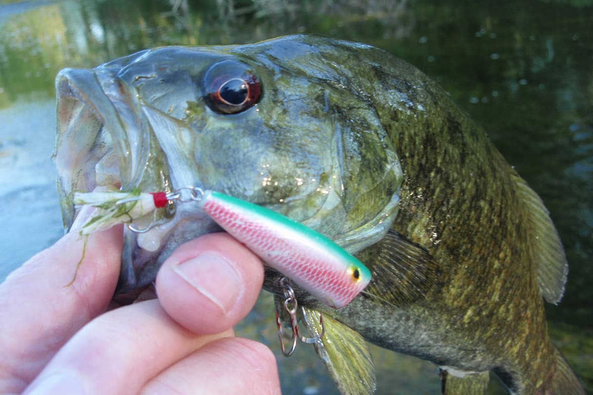 The Good Ol' Auglaize offers Great Fishing - MidWest Outdoors