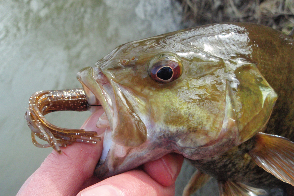 Taking Bass on Terrific Tubes - MidWest Outdoors