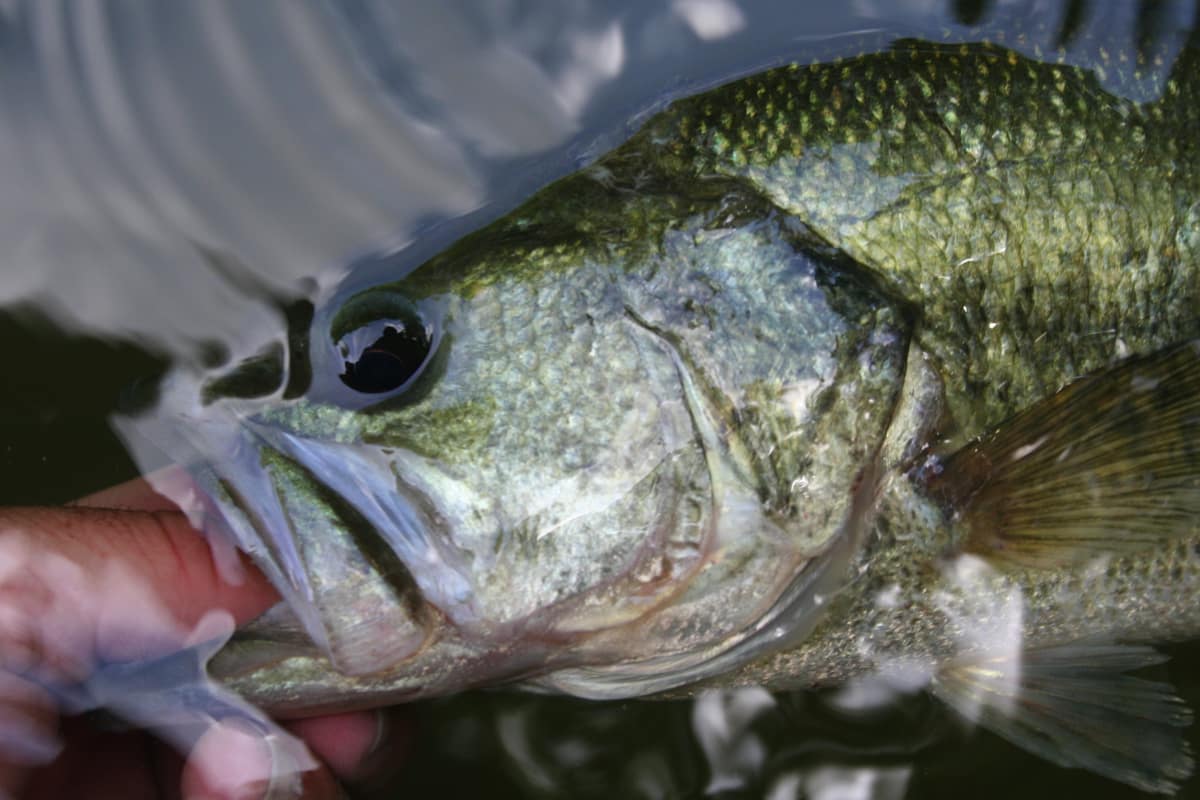 Fishing the Multi-species Lake of the Ozarks - MidWest Outdoors