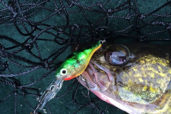 Jigging Tips for Walleye and Trout - Choosing the Right Artificial Bait 