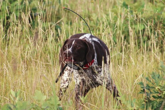 dogs nest ontario