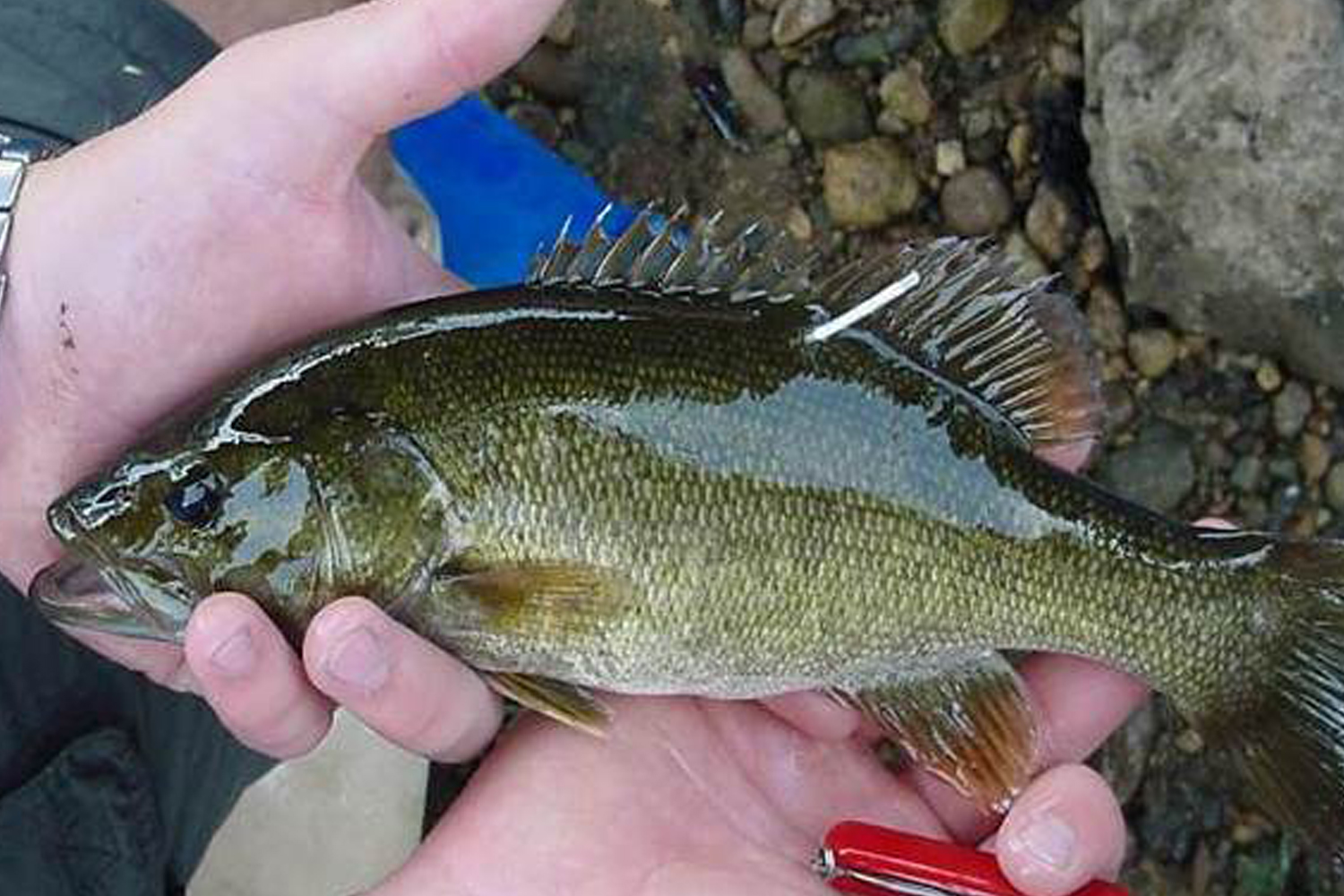 Study Reveals Indiana St. Joe River Bass and Walleye Movements - MidWest  Outdoors