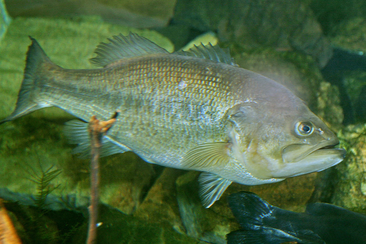 Рыба басс. Большеротый окунь басс. Largemouth Bass рыба. Окунь Большеротый окунь. Micropterus salmoides.
