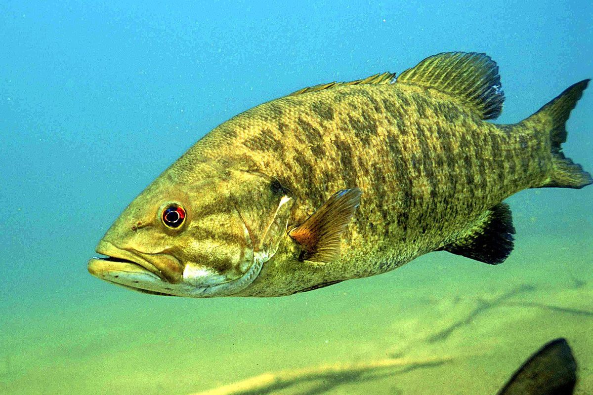 Drifting for Smallmouth Bass in Wisconsin Tributaries