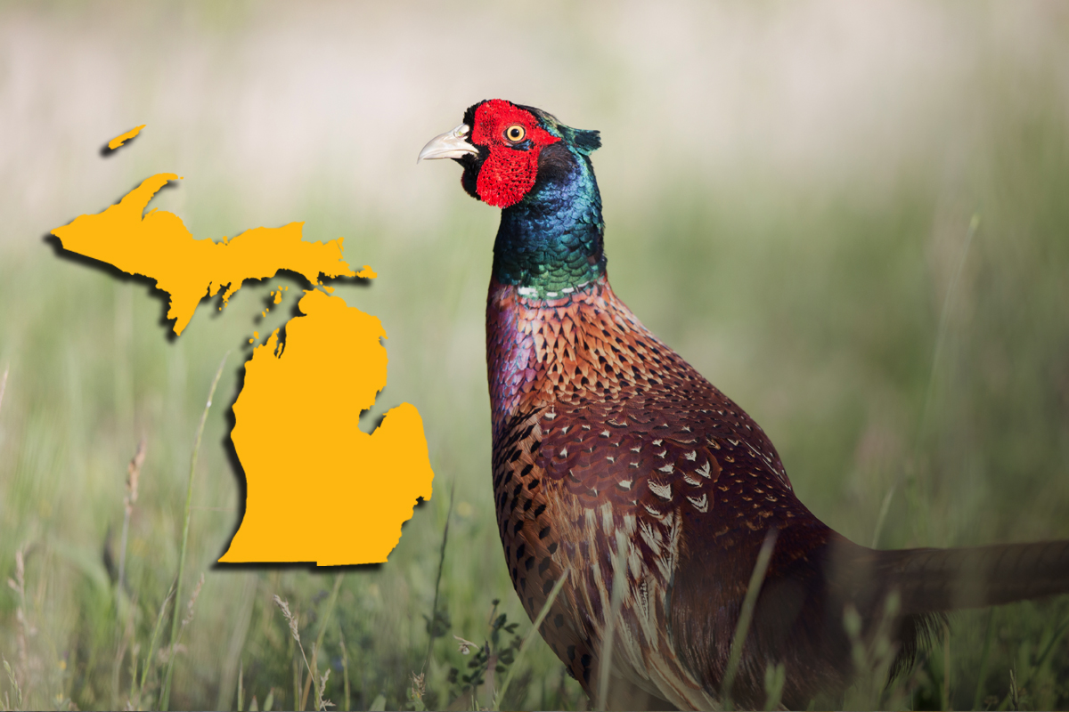Hunt ringnecked pheasants in Michigan this fall season