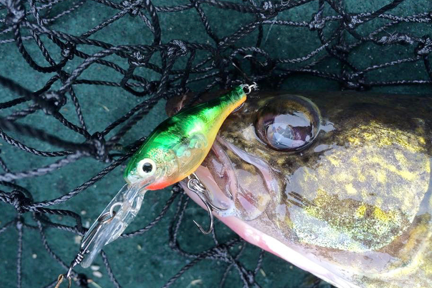 August Walleyes: Take your Pick - MidWest Outdoors