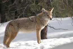 coyote problem | late winter mating season