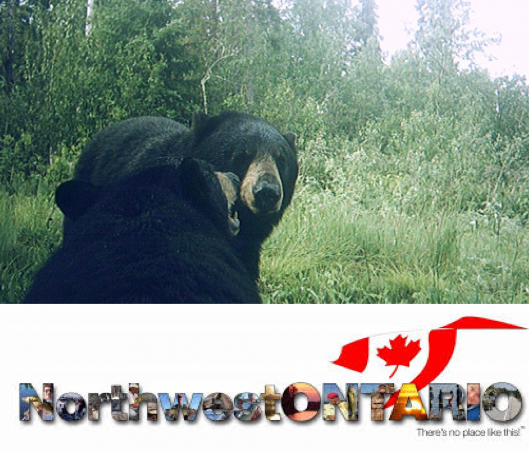 NorthWest Ontario Bear Hunting