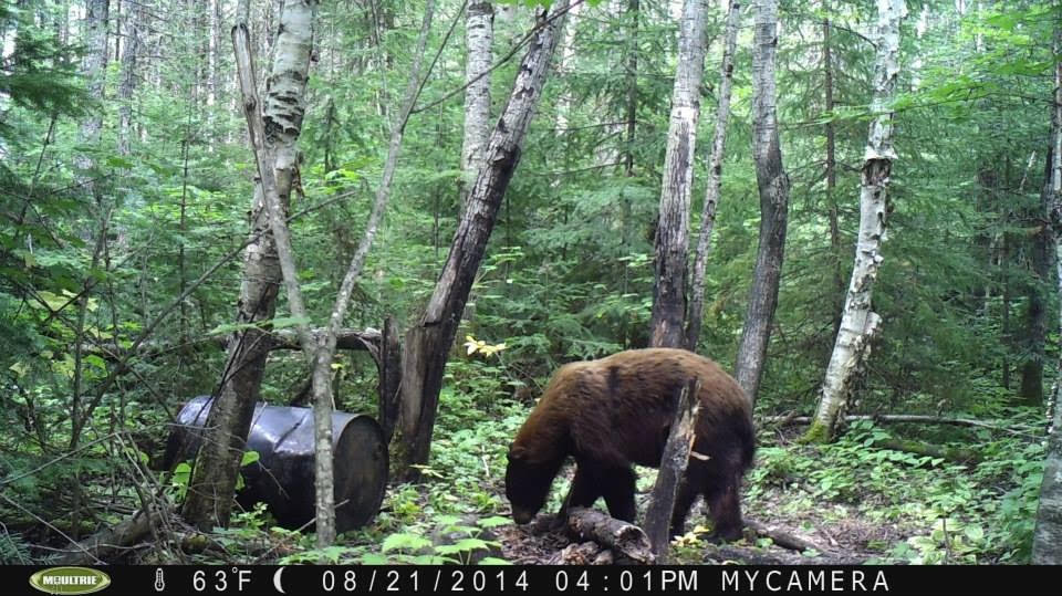Ontario spring bear hunting | Canada spring bear hunting | Bear hunting destinations | Bear hunting trips | Best bear hunting destinations