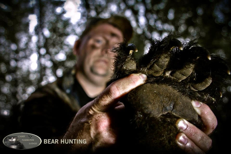 Northwest Ontario Spring Bear Hunting Best Bear Hunting Trips