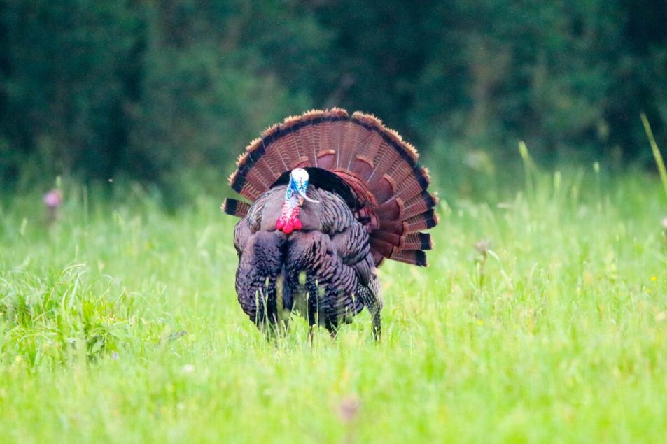 Trail cameras for turkey | Spring turkey hunting | Finding spring turkeys with trail camera | How to use trail cameras for turkey hunting | Turkey habits during spring