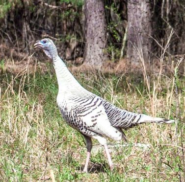 Trail cameras for turkey | Spring turkey hunting | Finding spring turkeys with trail camera | How to use trail cameras for turkey hunting | Turkey habits during spring